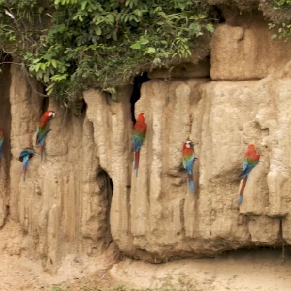 TIL Why Do These Birds Eat Dirt?